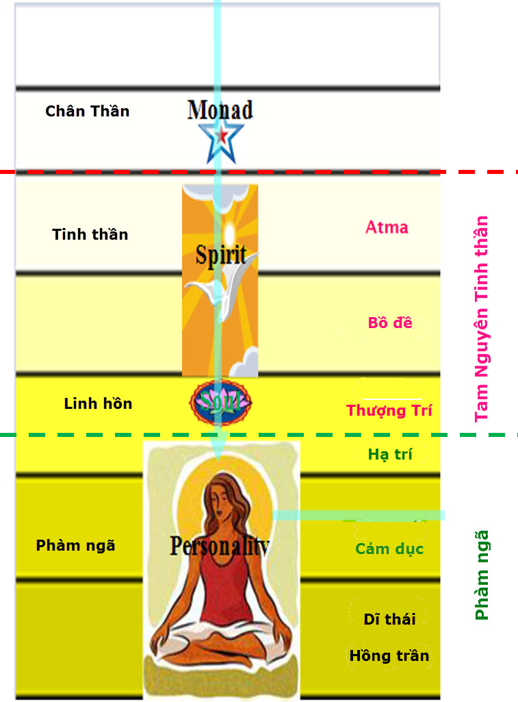 Cấu tạo con người