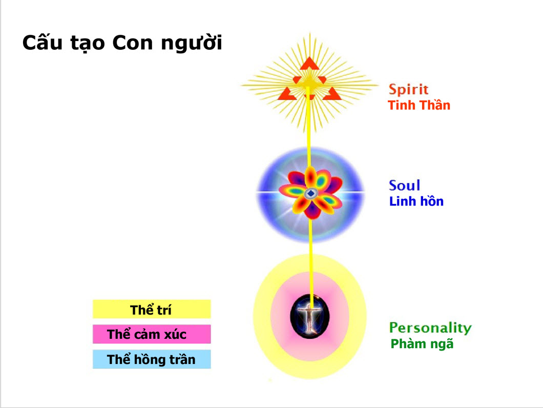Các thể của con người